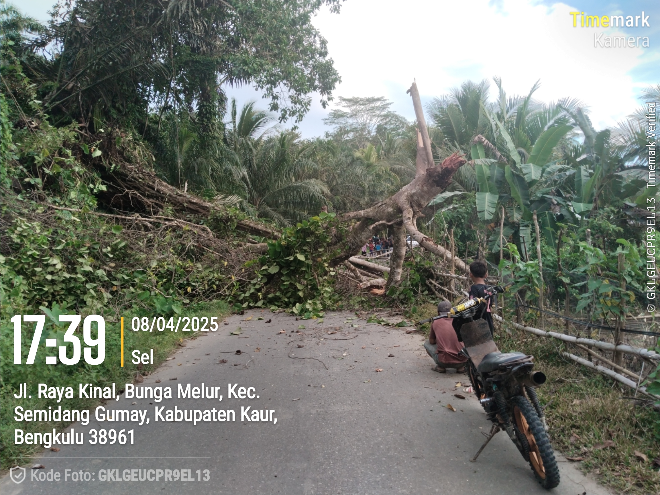 Pohon tumbang