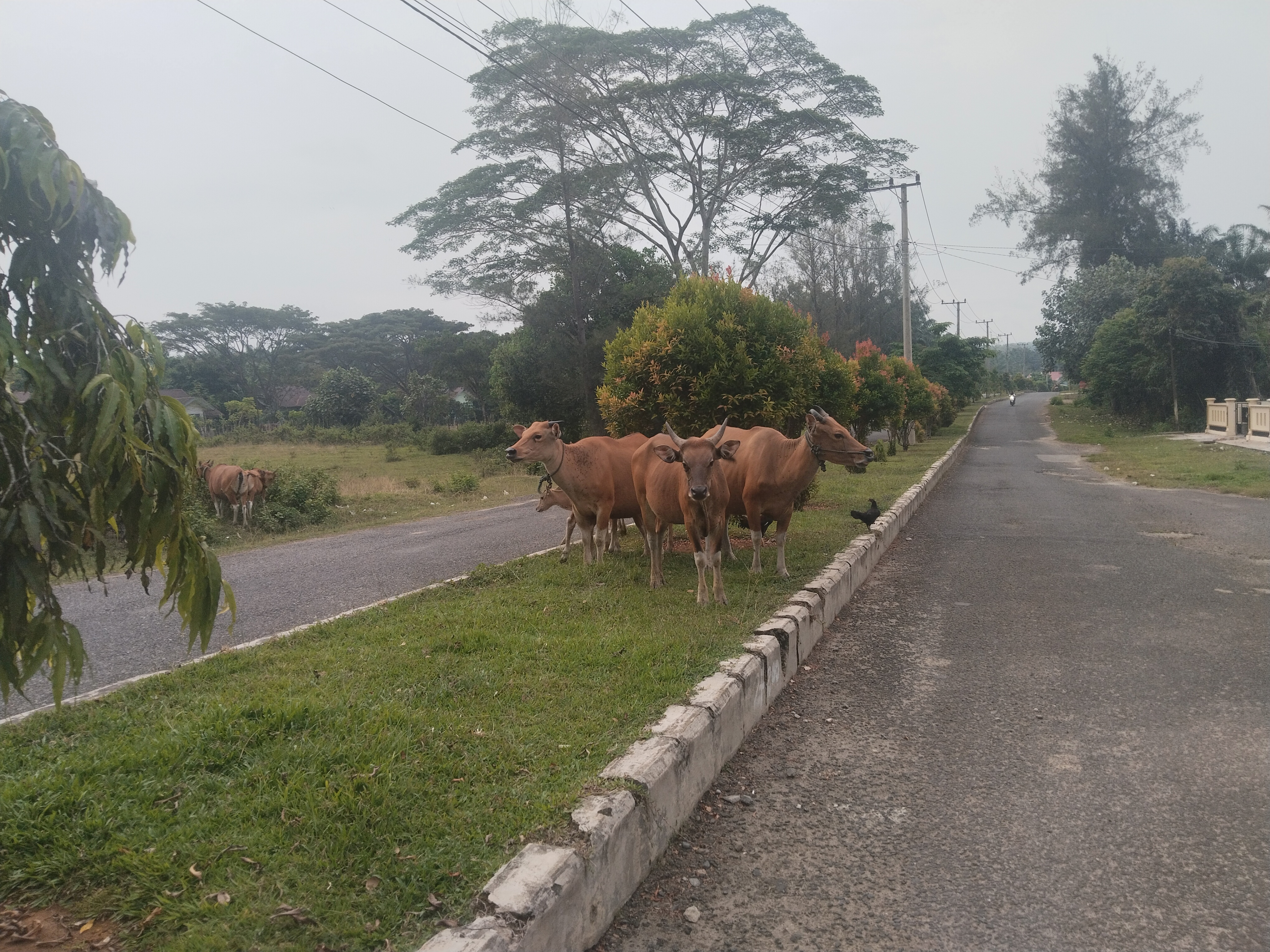 Ternak kaki empat